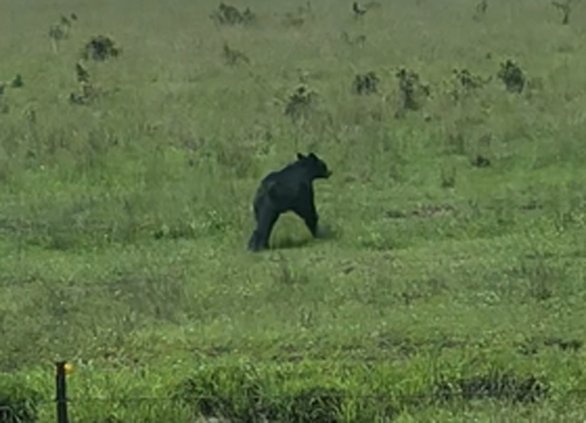 20210928-111138-f6b05a74-dac0-4965-b339-9e5cff35ac04-061021_pitt_bears_web.jpg