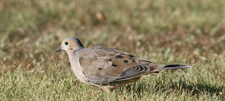 20250829-184357-875-Dove.jpg