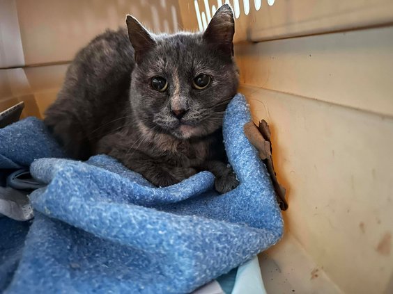 20251217-181606-aaf-251218- Cat rescue.jpeg