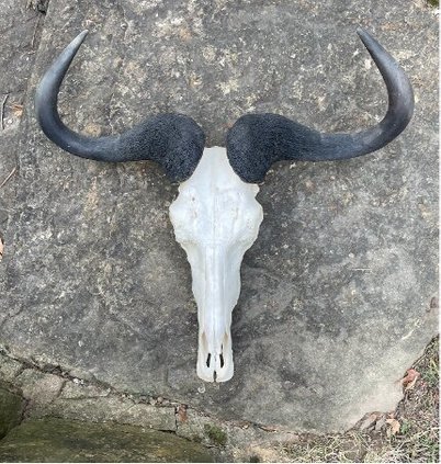20250515-191018-42e-250516-Hedge Apples Wildebeest pic.png.jpg