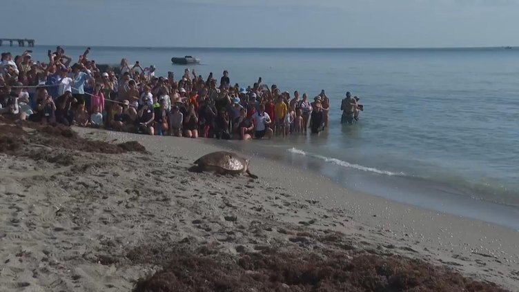 US FL LOGGERHEAD TURTLE RELEASED 20250730cr_1920x1080.jpg