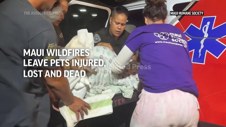 US HI MAUI FIRES PETS 20230814cr_1920x1080.jpg
