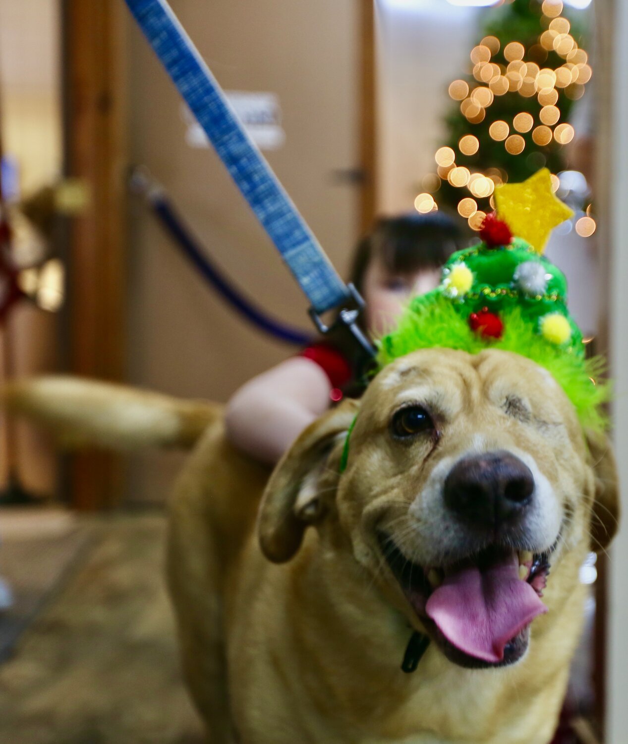 20231211-171551-231212-SantaPaws2.JPG