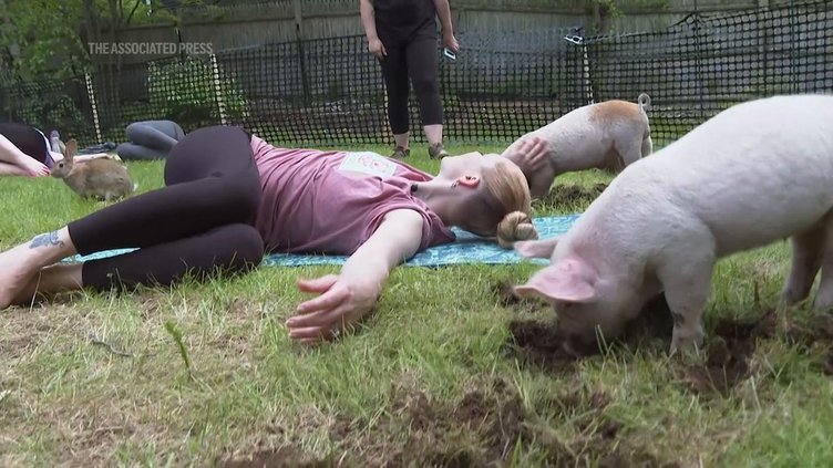 US MA PIGLET YOGA 20240523cr_1920x1080.jpg