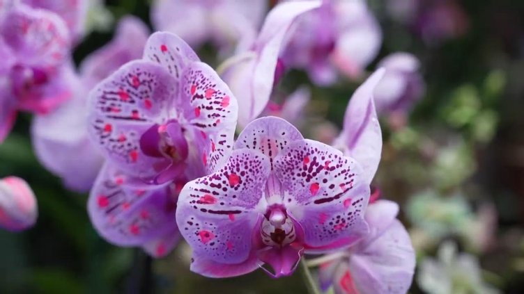 US IL CHICAGO ORCHID SHOW 20260206cr_1920x1080.jpg