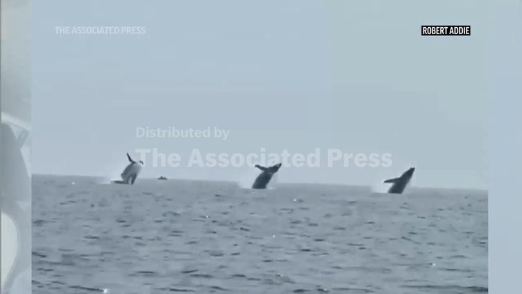US WHALES TRIPLE BREACH 20230727cr_1920x1080.jpg