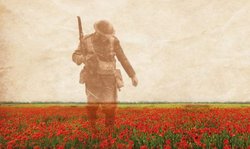 poppy field