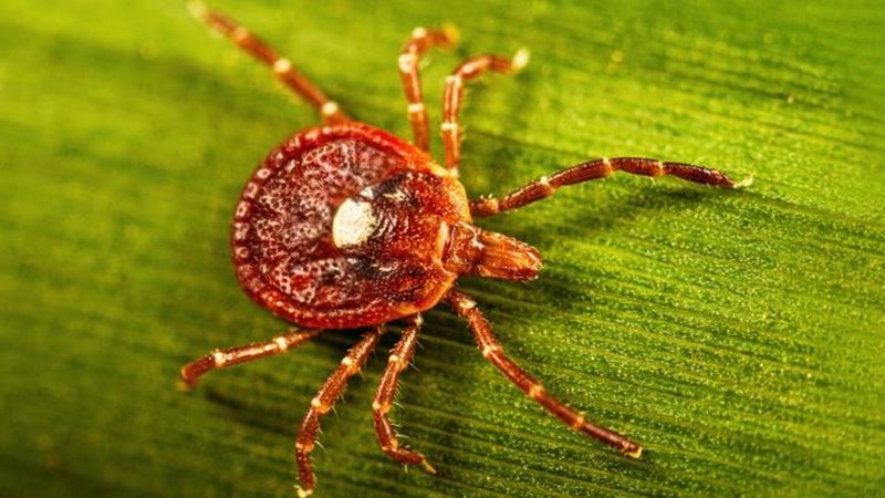 A Lone Star tick