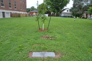 New marker and tree
