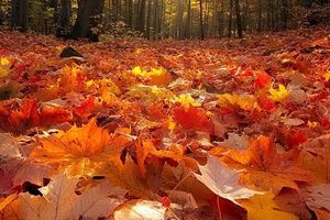 autumn leaves