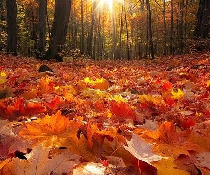 autumn leaves