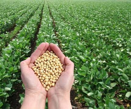 soybeans
