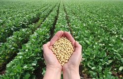 soybeans