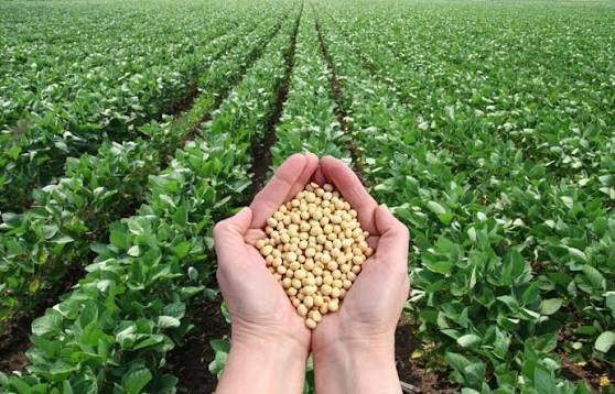 soybeans