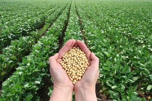soybeans